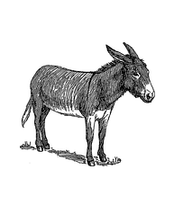 donkey