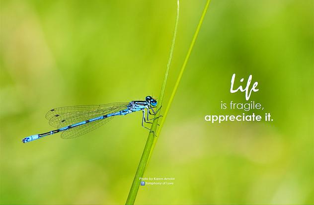 LIFE IS FRAGILE, APPRECIATE IT