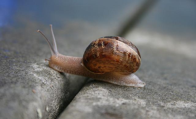 TO TAKE A SNAIL OUT FOR A WALK