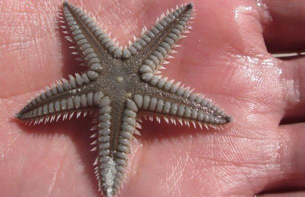 Small changes can make a world of difference, Rescuing starfish that marooned themselves during the low tide