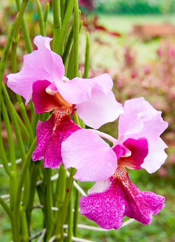 Vanda Miss Joaquim, National Flower of Singapore