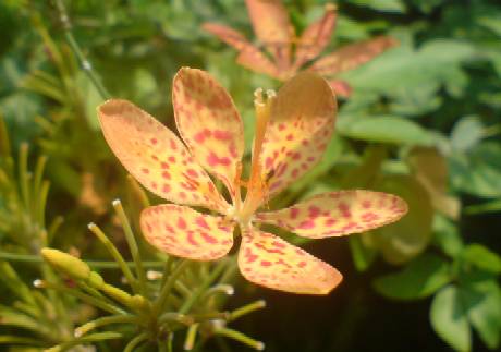 Leopard Flower, Belamcanda chinensis