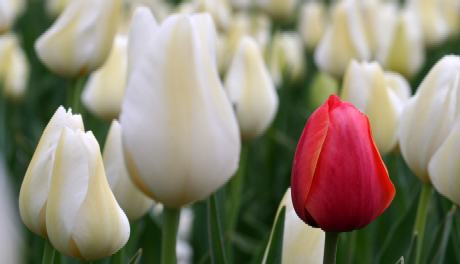 A single red tulip among white tulips