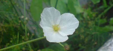 White Flower